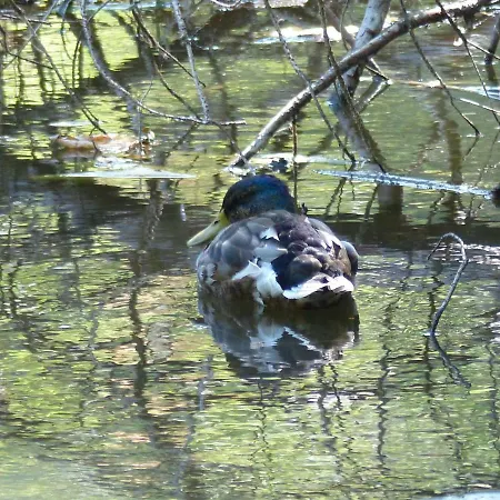 아파트 Mit Brockenblick 랭겐스타인
