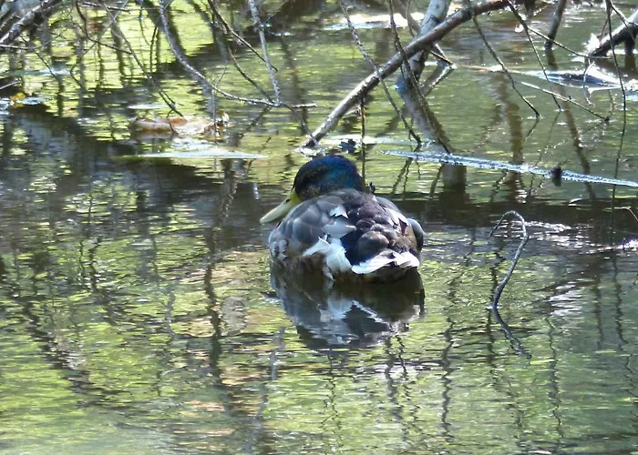 Apartment Mit Brockenblick Langenstein